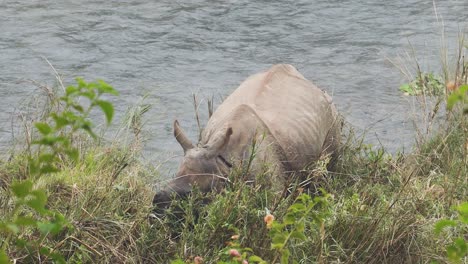 Rhino-Rhinocerose-eating-green-leaves-in-foggy-landscape-scenery,-river-flowing-behind