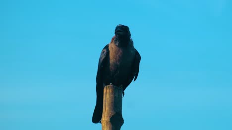 Brown-necked-Raven-Perched-On-Bamboo-Wood-Against-Sunny-Blue-Sky