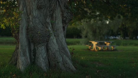Faltige-Rinde-Eines-Alten-Baumstammes-Mit-Zementiertem-Terrassentisch-Im-Hintergrund-Bei-Sonnenuntergang-In-Montrichard,-Frankreich,-Statische-Nahaufnahme