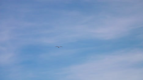 Isolated-seagull-flying-in-slow-motion,-background-with-scattered-clouds