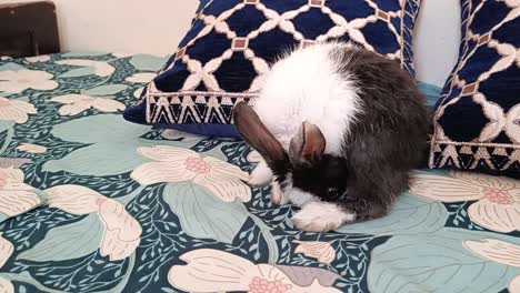 cute-black-and-white-Bunny-Rabbit-on-bed-cleaning-close-up-shot