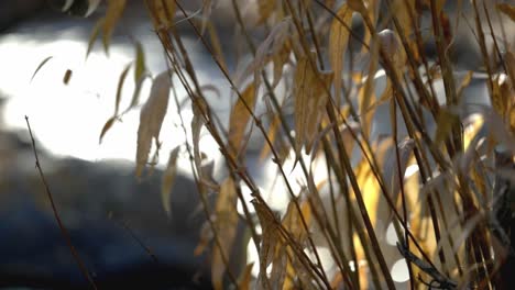 Idaho-Goldene-Blätter-Sumpfflora-Gedeiht