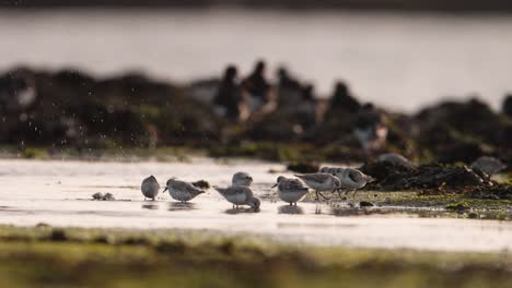 Medium-shot-of-a-group-of-sanderlings-in-shallow-water-foraging-and-probing-for-food-in-the-sandy-water-while-also-bathing,-slow-motion