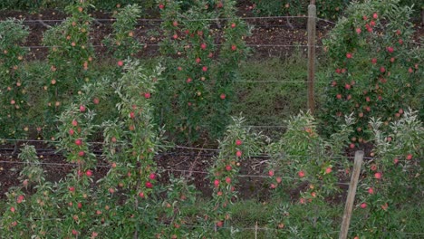 Bird's-Eye-Bounty-Over-British-Columbia-Okanagan:-A-Drone's-View-of-Lush-Apple-Tree-Orchards