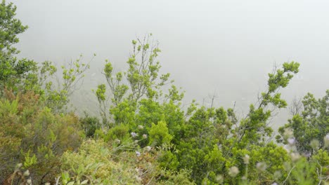Lush-trees-and-foggy-valley-of-Tenerife-mountains,-pan-right-view