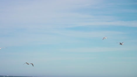 Flock-of-seagulls-flying-in-slow-motion,-background-with-scattered-clouds