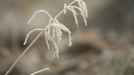Frostige-Wildstammpflanze-In-Idaho,-Bedeckt-Mit-Gefrorener-Feuchtigkeit