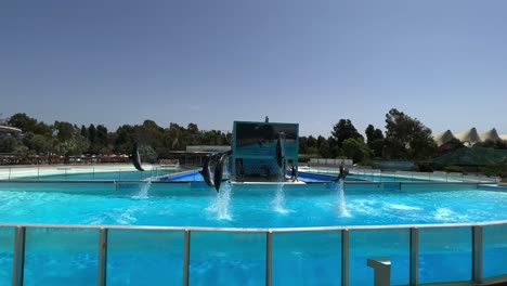 Dolphins-performing-acrobatic-jumps-in-delphinarium-pool