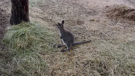 Small-kangaroo---the-swamp-wallaby-is-feeding-at-nature