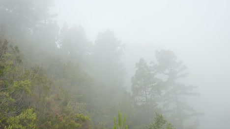 Misteriosa-Sensación-De-Montaña-Brumosa-Con-Bosque-En-Tenerife
