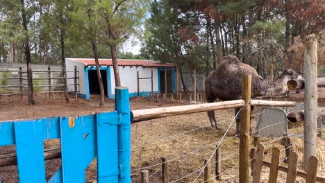 close-view-of-dromedary-eating-in-its-stable-in-farm-in-Portugal