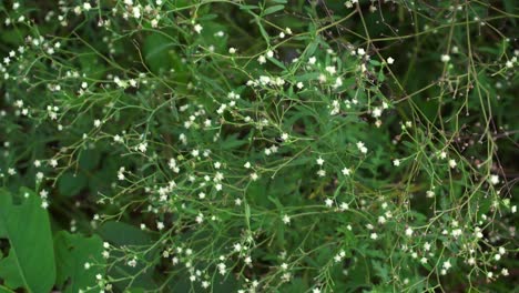 Parthenium-is-a-poisonous-plant-with-a-variety-of-diseases-that-grow-from-flower-molecules