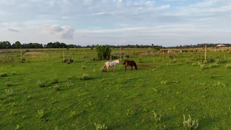 A-drone-circling-around-two-horses-grazing-in-a-beautiful-green-field