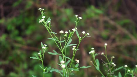 Parthenium-is-a-poisonous-plant-with-a-variety-of-diseases-that-grow-from-flower-molecules