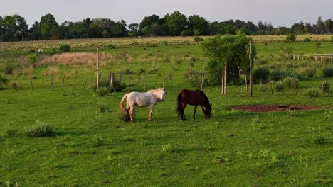 Drone-approaching-a-brown-and-a-white-horse-in-a-beautiful-green-pasture