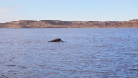 Wide-shot-of-Southern-right-whale-surfacing-on-the-top-in-the-blue-ocean-off-the-coast-,-puerto-piramides-with-distant-mountains-in-background