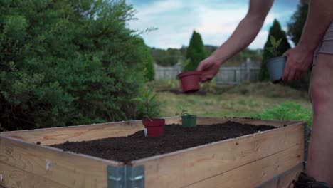 Placing-Potted-Seedlings-On-Planter-Box-With-Soil-In-The-Garden