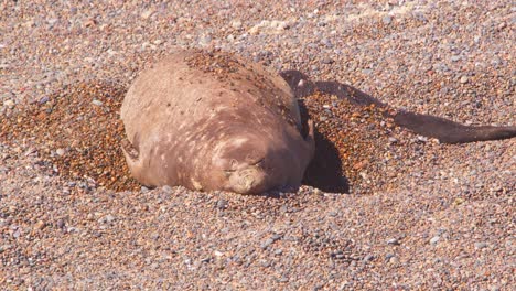 Female-Elephant-Seal-shoves-up-sand-with-her-flippers-exposing-the-cooler-wet-sand-to-cover-her-pup-in-the-blazing-sun