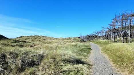 Winding-pathway-between-grassy-sand-dunes-and-eroded-woodland-forest-trees-under-blue-sky