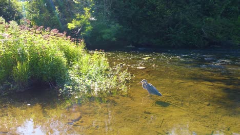 Dolly-shot-arcing-around-a-Great-Blue-Heron-standing-on-the-bank-of-a-shallow-flowing-river,-the-morning-summer-sun-creating-a-lens-flare-on-a-beautiful-day-in-nature,-Canada