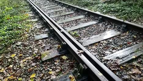 Ferrocarril-De-Hierro-Oxidado-Sin-Usar-Cubierto-De-Hojas-De-Colores-Otoñales-En-El-Bosque