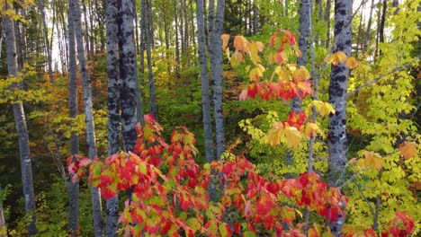 Fliegen-Durch-Waldbäume-Mit-Herbstlichen-Blattfarben