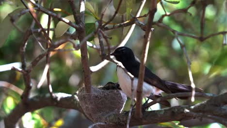 Mutter-Der-Bachstelze-Kehrt-Zu-Ihren-Küken-Zurück,-Streift-Die-Umgebung-Umher,-Bewacht-Und-Beschützt-Das-Nest-Aus-Nächster-Nähe,-Nahaufnahme-Einer-Australischen-Vogelart-Während-Der-Brutzeit