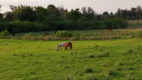 Horses-peacefully-grazing-in-a-beautiful-green-pasture-at-sunset