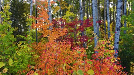 Luftdrohnenaufnahme,-Die-An-Einem-Schönen-Sonnigen-Tag-Durch-Die-Bäume-Eines-Waldes-Fliegt-Und-über-Farbenfrohe-Und-Lebendige-Herbstbäume-Fliegt,-Kanada