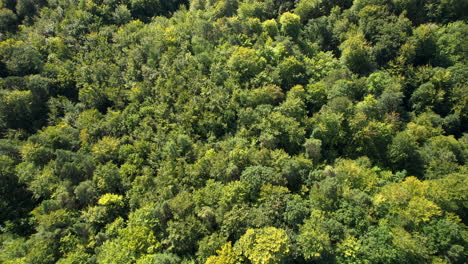 Lebendige-Grüne-Waldbaumkronenstruktur-Aus-Witomino-Gdynia,-Polen