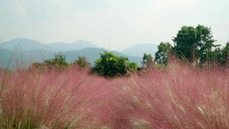 Walking-Along-Blooming-Pink-Muhly-Grass-Field-in-Herb-Island-Farm---closeup