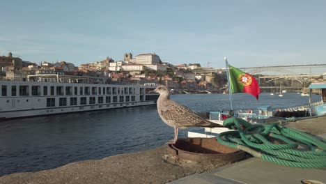 Gull-perched-on-the-bank-of-Douro-river,-Porto,-next-to-the-Portugal's-flag