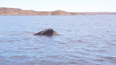 Mid-Shot-of-Southern-right-whale-surfacing-breaching-the-ocean-surface-to-breath-off-the-coast-,-puerto-piramides