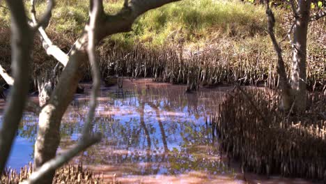 Blaugrüne-Ente-In-Den-Rosa-Mangroven-Feuchtgebieten-Mit-Hohem-Salzgehalt-Gesichtet,-Auf-Der-Suche-Nach-Wirbellosen-Wassertieren,-Blaualgenblüte-Während-Der-Trockenzeit,-Umgebungsaufnahme