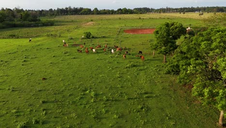 Ein-Blick-Aus-Der-Vogelperspektive-Auf-Kühe,-Die-Auf-Einer-Wunderschönen-Grünen-Wiese-In-Misiones,-Argentinien,-Grasen