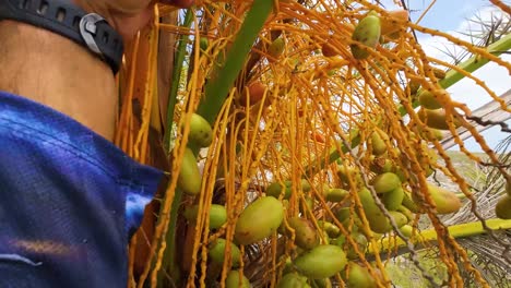 Man-hands-takes-fresh-red-dates-fruits-from-palms-tree-and-shows-the-fruits-close-up