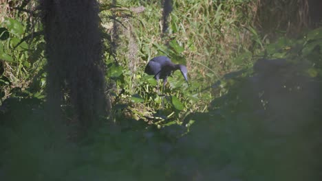 Little-blue-heron-hunts-in-a-swamp-in-Florida