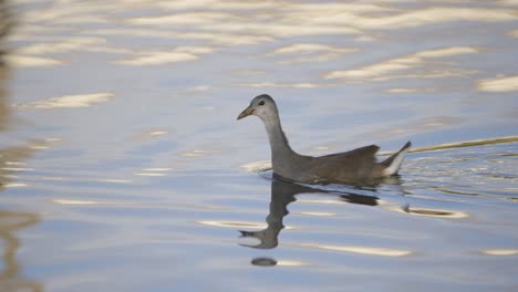 Wasservogel-Schwimmt-Bei-Schönem-Licht-über-Einen-Teich-In-Florida