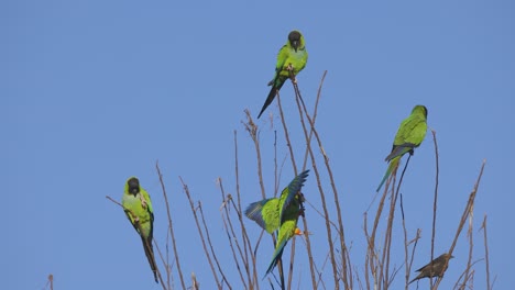 Wild-Nanday-Parakeets-flock-and-fly-to-a-tree-in-Florida