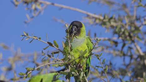 Wild-Nanday-Parakeet-sits-on-a-tree-branch-eating-leaves-in-Florida