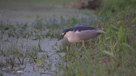 Black-crowned-nigh-heron-licks-its-lips-hunting-a-pond-in-Florida