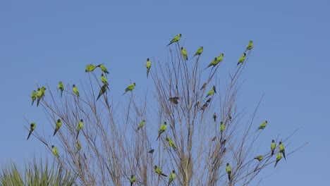 Wild-Green-Nanday-Parakeets-flock-and-fly-to-a-tree-in-Florida