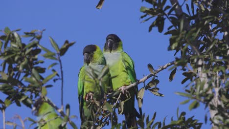 Wild-Nanday-Parakeets-sit-on-a-tree-branch-preening-each-other-in-Florida