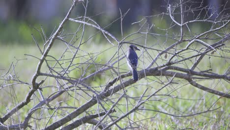 blue-jay-looking-around-grooming-itself-on-a-tree-branch-in-Florida