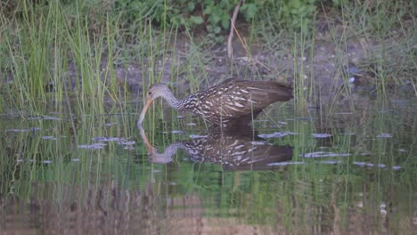 Limpkin-bird-wading-through-a-wetland-hunting-for-food-in-Florida