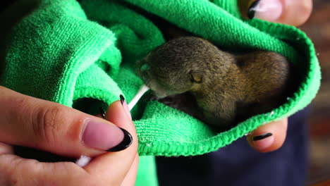 Animal-rescue-volunteer-hand-feeds-abandoned-baby-squirrel-from-cotton-swab