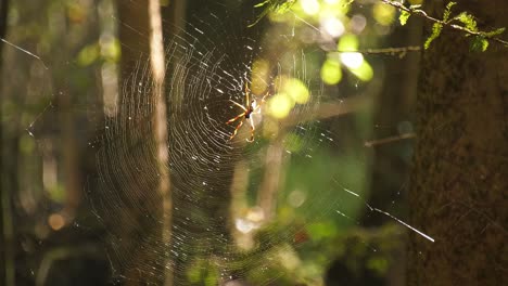 Looking-at-a-Banana-Spider-on-a-web-backlit-by-evening-sun