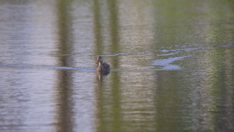 Female-mallard-duck-swims-across-a-pond-in-Florida