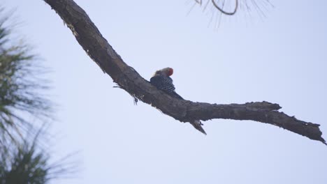 Red-bellied-woodpecker-looking-around-grooming-itself-on-a-tree-branch-in-Florida