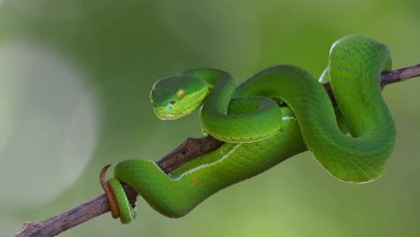 Looking-into-the-camera-with-the-intent-to-strike,-White-lipped-Pit-Viper-Trimeresurus-albolabris,-Thailand
